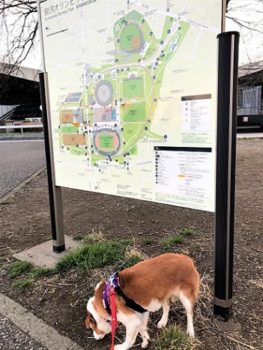 dogmind5-20-9 公園地図とひな