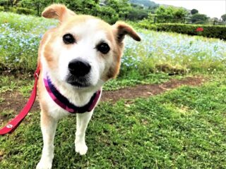 dogmind5-21-1 お花畑に立つひな