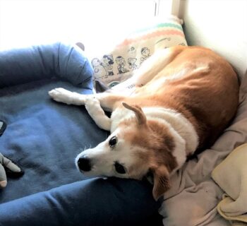 dogmind5-21-2 ベッドに頭を乗せて寝るひな