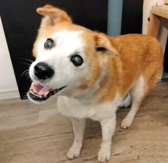 dogmind5-23-1 笑顔のひな
