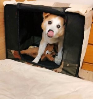 dogmind5-23-2 ソフトケージの中で鼻ペロをするひな