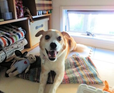 dogmind5-23-7 犬用スペースにフセをしているひな