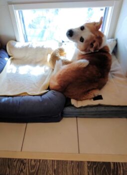 dogmind5-23-9 ひなスペースで寝ながらコチラを振り返るひな