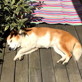 dogmind6-20-1 ウッドデッキで寝ているひな