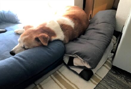 dogmind6-21-1 熟睡中のひな