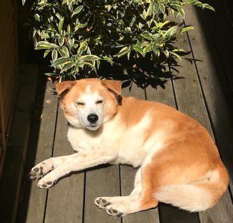 dogmind7-20-1 目を細めるひな