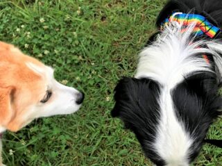 dogmind7-21-1 ひな先生と新人ボーダー