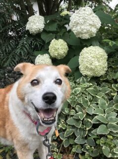 dogmind7-22-1 紫陽花とひな