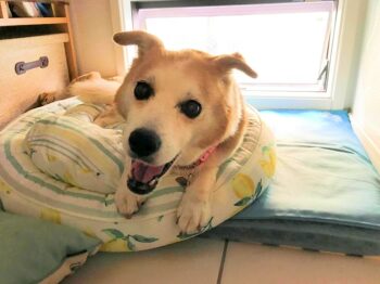 dogmind7-22-2 夏用ベッドの上のひな