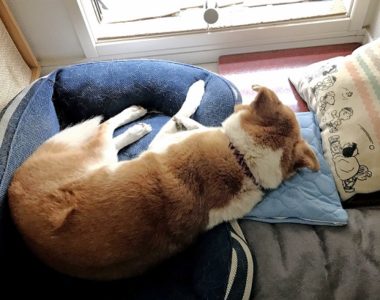 dogmind8-20-1 アイスマクラで寝るひな