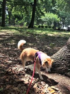 dogmind8-20-4 ニオイを嗅ぎながら散策中