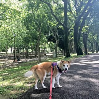 dogmind8-20-5 振り返る、ひなさん