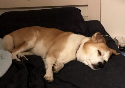 dogmind8-20-6 dogmind8-20-6