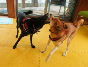 dogmind8-23-1 ジュニア同士がガウガウしている