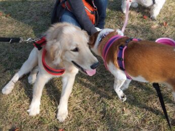 dogmind8-23-3 ゴールデンとひな