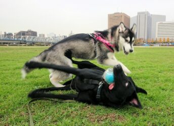 dogmind8-23-6 横たわる黒ラブに飛び掛かるハスキーパピー