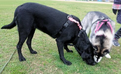 dogmind8-23-7 地面のニオイを嗅ぐ黒ラブとハスキーパピー