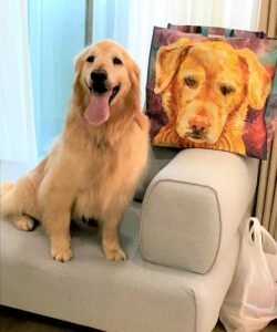 dogmind9-21-1 ソファーに座るゴールデン