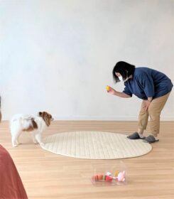 dogmind9-21-10 オモチャでトレーニングをするパピヨン