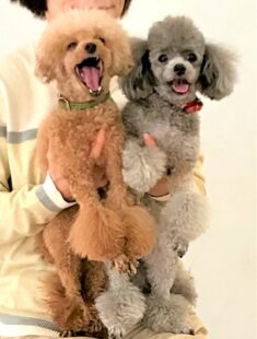 dogmind9-21-11 抱っこされているトイプー2頭