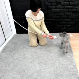 dogmind9-21-12 オモチャの横を素通りするトイプー