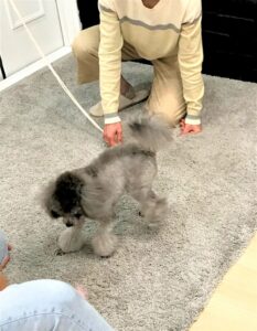 dogmind9-21-13 他のことに気を取られるトイプー