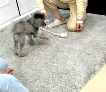dogmind9-21-14 ロープオモチャではないオモチャを咥えるトイプー