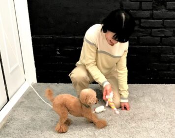 dogmind9-21-15 オモチャで遊ぶトイプー