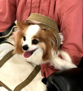 dogmind9-21-2 抱っこされているパピヨン