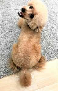 dogmind9-21-3 フセをするトイプー