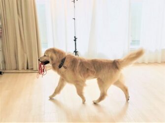 dogmind9-21-6 リードを運ぶゴールデン