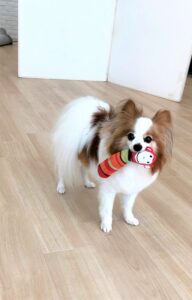 dogmind9-21-7 おもちゃを咥えるパピヨン