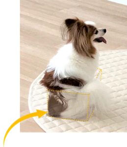 dogmind9-21-8 箱の中でオスワリするパピヨン
