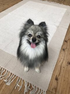 dogmind9-22-1 笑顔のポメラニアン