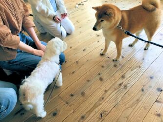 dogmind9-22-10 マルチーズに威嚇される柴犬