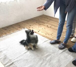 dogmind9-22-2 ハンドシグナルを見つめるポメラニアン