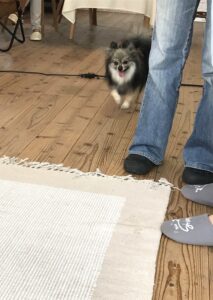 dogmind9-22-3 ダッシュしてくるポメラニアン