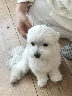 dogmind9-22-4 マッタリしているマルチーズ