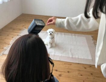 dogmind9-22-5 カメラぞ見つめるマルチーズ(正面)