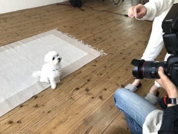 dogmind9-22-6 カメラを見つめるマルチーズ(横)