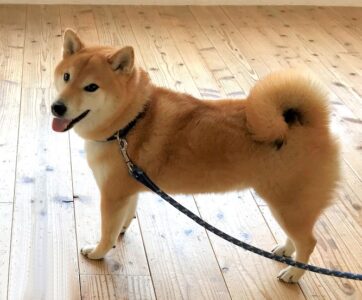 dogmind9-22-7 横向きで立つ柴犬