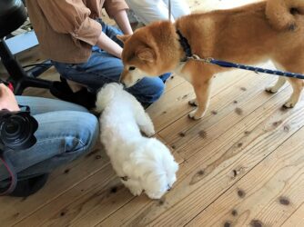 dogmind9-22-8 マルチーズのお尻のニオイを嗅ぐ柴犬