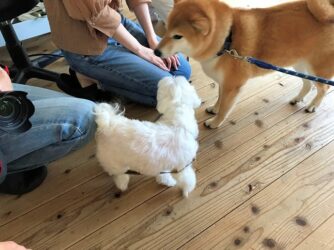 dogmind9-22-9 振り向いたマルチーズに怒られる柴犬