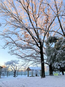 朝、雪の公園