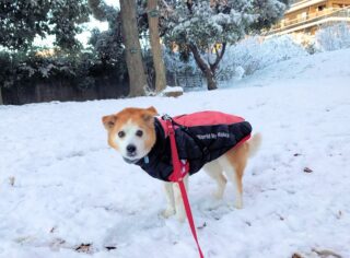 greeting1-22-8 雪の中でコチラを見るひな