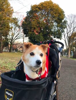 カードに乗るひな