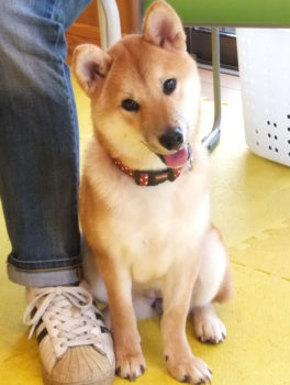 シバ