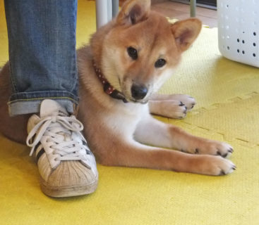 飼い主さんの足元で寛ぐシバ
