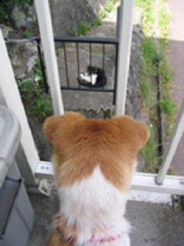 ベランダから野良猫を見るひな