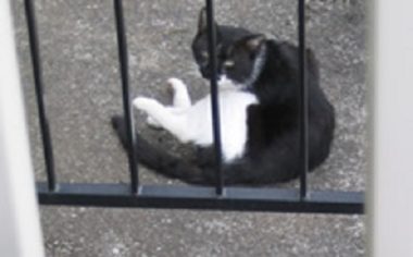 野良猫
